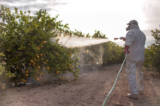 Best Affordable Pest Control Services  in Yelm, WA