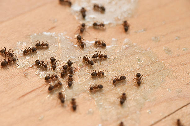 Best Mosquito Control Services  in Yelm, WA