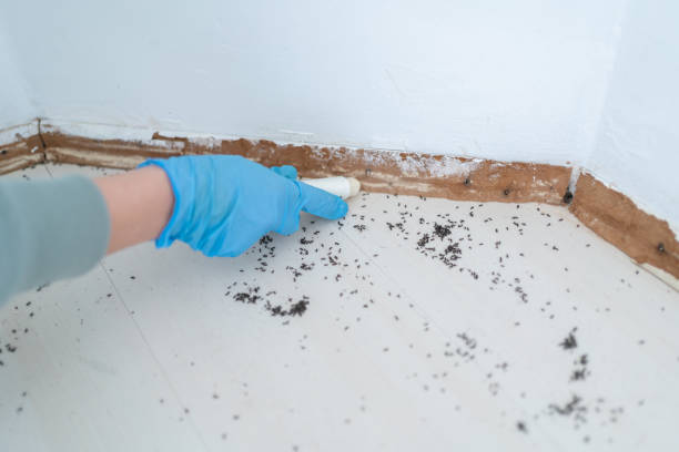 Best Best Pest Control Companies  in Yelm, WA