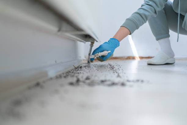 Professional Pest Control in Yelm, WA